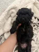Nickie, a female Poodle - Toy  for sale in Mesa, AZ – 4 of 8
