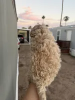 Luna, a female Poodle - Toy  for sale in Mesa, AZ – 2 of 8