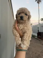 Luna, a female Poodle - Toy  for sale in Mesa, AZ – 4 of 8
