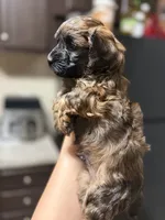 Brownie, a male Poodle - Toy  for sale in Mesa, AZ – 2 of 5