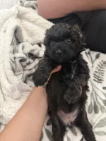 Nickie, a female Poodle - Toy  for sale in Mesa, AZ – 6 of 8