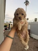 Luni, a female Poodle - Toy  for sale in Mesa, AZ – 7 of 7