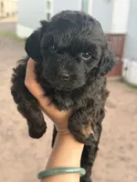 Nickie, a female Poodle - Toy  for sale in Mesa, AZ – 1 of 8