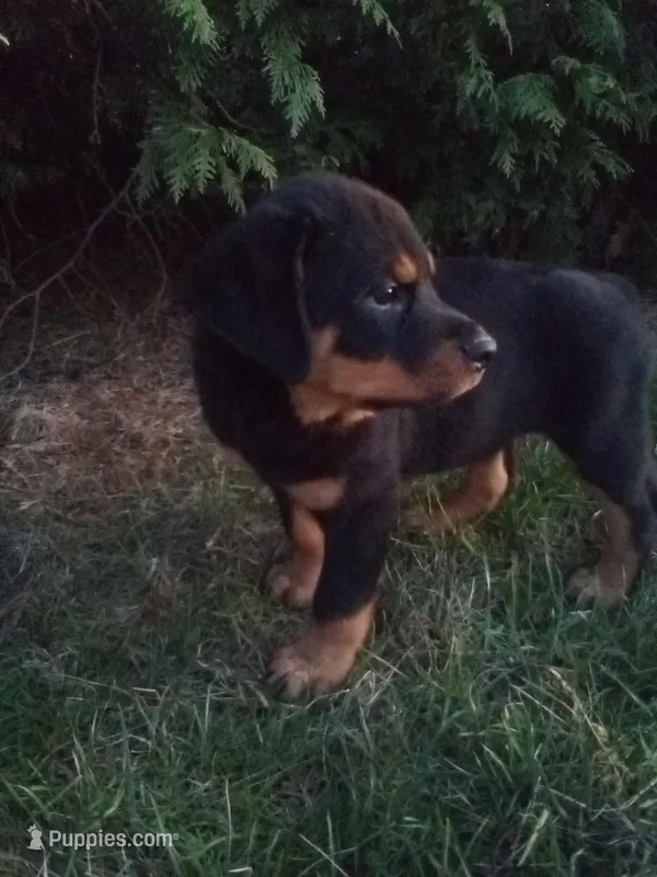 Rotty – Rottweiler puppy for sale in Arthur, IL