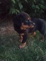Rotty, a male Rottweiler for sale in Arthur, IL – Photo 1 of 3