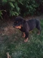 Rotty, a male Rottweiler for sale in Arthur, IL – Photo 3 of 3