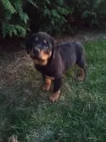 Rotty, a male Rottweiler for sale in Arthur, IL – Photo 2 of 3