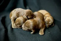 Skye, a female Irish Setter for sale in Sand Springs, OK – Photo 2 of 9