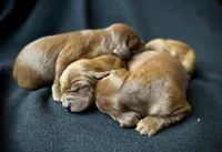 Skye, a female Irish Setter for sale in Sand Springs, OK – Photo 3 of 9