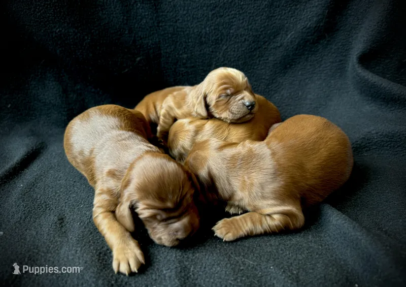 Skye, a female Irish Setter for sale in Sand Springs, OK – Photo 1 of 9