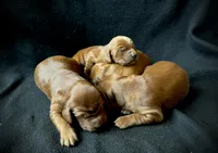 Skye, a female Irish Setter for sale in Sand Springs, OK – Photo 1 of 9