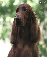 Skye, a female Irish Setter for sale in Sand Springs, OK – Photo 8 of 9