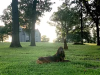 Skye, a female Irish Setter for sale in Sand Springs, OK – Photo 6 of 9