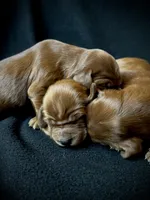 Skye, a female Irish Setter for sale in Sand Springs, OK – Photo 4 of 9