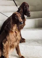 Skye, a female Irish Setter for sale in Sand Springs, OK – Photo 7 of 9