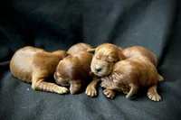 Phoenix, a male Irish Setter for sale in Sand Springs, OK – Photo 3 of 10