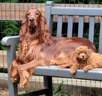 Phoenix, a male Irish Setter for sale in Sand Springs, OK – Photo 10 of 10