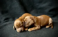 Phoenix, a male Irish Setter for sale in Sand Springs, OK – Photo 4 of 10