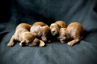 Phoenix, a male Irish Setter for sale in Sand Springs, OK – Photo 6 of 10