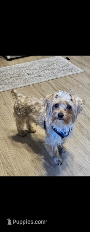 Mel – Yorkshire Terrier puppy for sale in Dover, DE