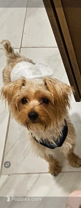 Mel – Yorkshire Terrier puppy for sale in Dover, DE