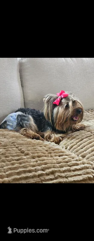 Zoey – Yorkshire Terrier puppy for sale in Dover, DE