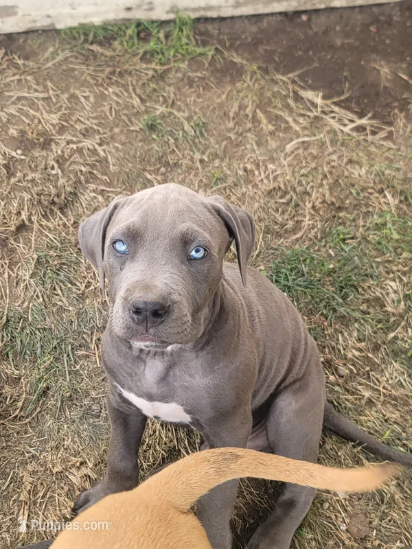 un named – Cane Corso puppy for sale in Tacoma, WA