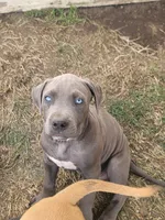 un named, a male Cane Corso for sale in Tacoma, WA – 1 of 1