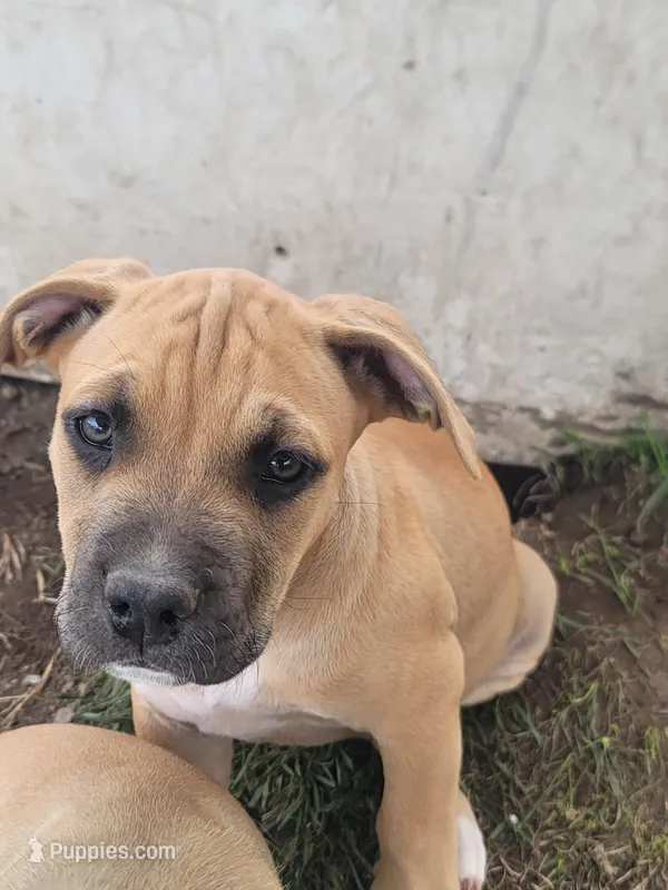un named – Cane Corso puppy for sale in Tacoma, WA