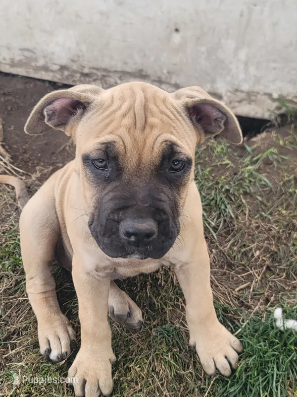 un named – Cane Corso puppy for sale in Tacoma, WA