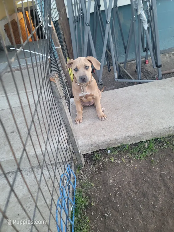 unnamed female – Cane Corso puppy for sale in Tacoma, WA