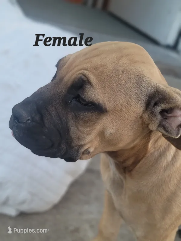 unnamed twin female – Cane Corso puppy for sale in Tacoma, WA