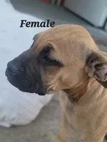 unnamed twin female, a female Cane Corso for sale in Tacoma, WA – 1 of 1
