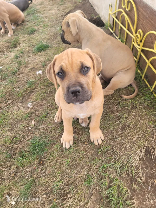 un named – Cane Corso puppy for sale in Tacoma, WA