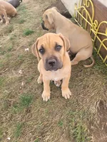 un named, a male Cane Corso for sale in Tacoma, WA – 1 of 1