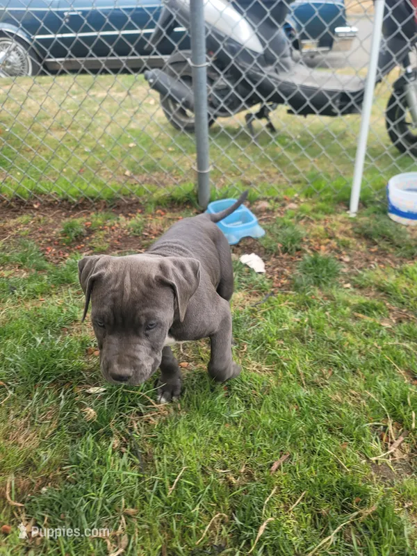 un named – Cane Corso puppy for sale in Tacoma, WA