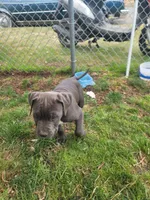 un named, a male Cane Corso for sale in Tacoma, WA – 1 of 1