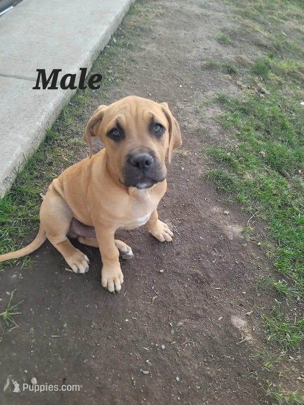 unnamed twin male – Cane Corso puppy for sale in Tacoma, WA