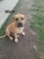unnamed twin male, a male Cane Corso for sale in Tacoma, WA – 1 of 1