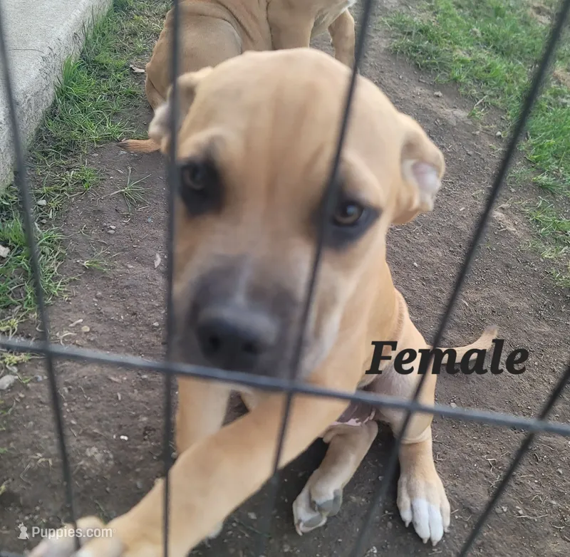 unnamed female – Cane Corso puppy for sale in Tacoma, WA
