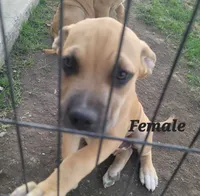 unnamed female, a female Cane Corso for sale in Tacoma, WA – 1 of 1