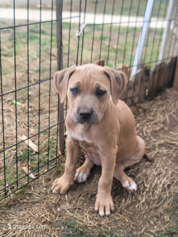 un named – Cane Corso puppy for sale in Tacoma, WA