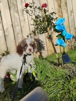 Cleopatra , a female Poodle - Toy  for sale in Orland, CA – Photo 3 of 10