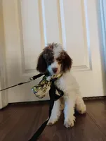 Cleopatra , a female Poodle - Toy  for sale in Orland, CA – Photo 5 of 10