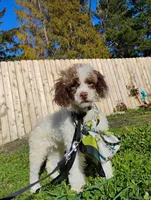 Cleopatra , a female Poodle - Toy  for sale in Orland, CA – Photo 6 of 10