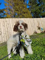 Cleopatra , a female Poodle - Toy  for sale in Orland, CA – Photo 7 of 10