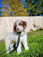 Cleopatra , a female Poodle - Toy  for sale in Orland, CA – Photo 2 of 10