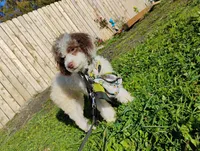 Cleopatra , a female Poodle - Toy  for sale in Orland, CA – Photo 10 of 10