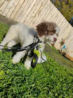 Cleopatra , a female Poodle - Toy  for sale in Orland, CA – Photo 9 of 10