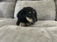 Colt, a male Miniature Dachshund for sale in Huntington, MA – 6 of 7